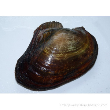 Freshwater shell  raw material